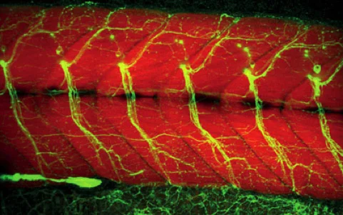 Zebrafish nerves and muscle